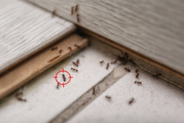Best Mosquito Control Services  in Hilliard, OH