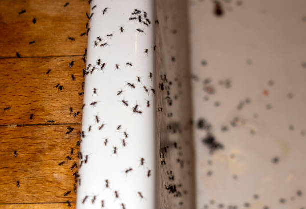 Professional Pest Control in Hilliard, OH